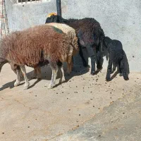 میش و بره|حیوانات مزرعه|کوهدشت, |دیوار