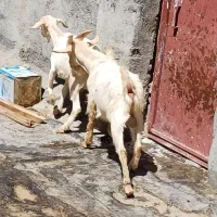 بز سانن درجه یک|حیوانات مزرعه|دهگلان, |دیوار