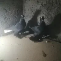 کبوترالوان|پرنده|تبریز, |دیوار