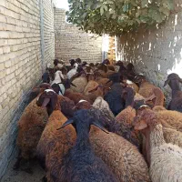 گوسفند مهربانی جوان بره دار|حیوانات مزرعه|زرین دشت (همدان), |دیوار