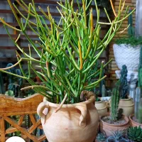 افوربیا تیرو کالی ۴۰۰هزارتومان