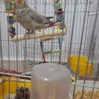 عروس هلندی|پرنده|کرانی, |دیوار