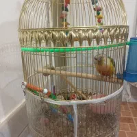 گرینچیک|پرنده|تربت‌حیدریه, آغوی|دیوار