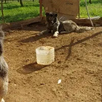 سگ سرابی ذات قدیم ۱۲ ماهه