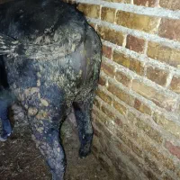 گوساله نر سمینتال