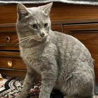 گربه پیدا شده