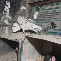 هماسرور(شازده)|پرنده|پیر بکران, |دیوار