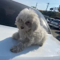 سگ شیتزو مالتیز|سگ|شیراز, قصرالدشت|دیوار