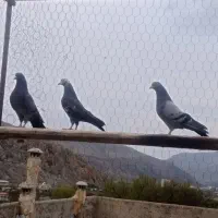 فروش کبوتر پرشی
