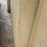 سمپاشی حشرات موذی|خدمات نظافت|اسلام‌شهر, باغ فیض|دیوار