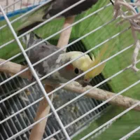 ویژه ویژه عروس هلندی