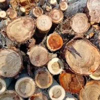 خریدانواع صنوبر بید چوب میوه خرید بادریز|خدمات باغبانی و درختکاری|اهر, |دیوار