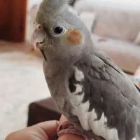 عروس هلندی پنج ماهه دست آموز