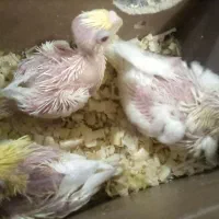 عروس هلندی