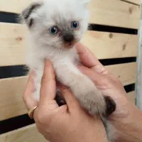 واگذاری بچه گربه سیامی بریتیش