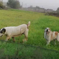 سگ البایی|سگ|انبارآلوم, |دیوار