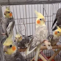 ۵ عروس هلندی نر