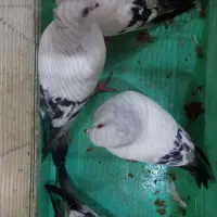 کبوتر شامی کاکلی|پرنده|شاهین‌شهر, خانه کارگر|دیوار