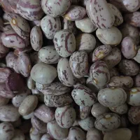 لوبیا چیتی بروجرد تازه|خوردنی و آشامیدنی|تهران, مسعودیه|دیوار