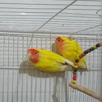 طوطی برزیلی صورت هلویی