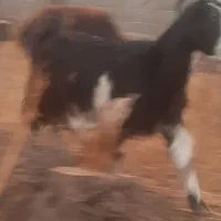 بز بزغاله|حیوانات مزرعه|هشتگرد, ایقربلاغ|دیوار