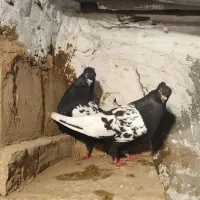 کبوتر جفت سینه سیاه کاکولی بشرط تخم و جوجه