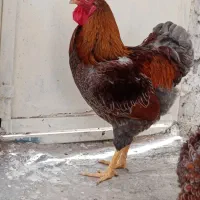 تخم نطفه دار ویاندوت|حیوانات مزرعه|قائمشهر, |دیوار