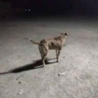 سگ رمه گرند