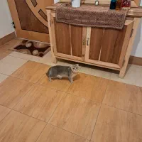 گربه زیبای اسکاتیش|گربه|آباده, |دیوار