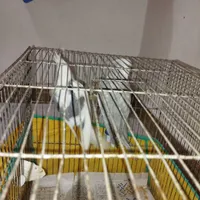 طوطی عروس جفت