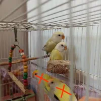 جوجه کوتوله برزیلی لیمویی(کرمینو) 2ماهه|پرنده|نیشابور, شهرک جانبازان|دیوار
