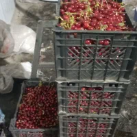 فروش آلبالو