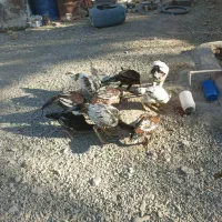 فروشی 9تا گوچ نسل دار|حیوانات مزرعه|سراوان, |دیوار