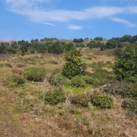 ۵ هکتار زمین باغی با درختان مرکبات اطاقور|فروش زمین و ملک کلنگی|اطاقور, |دیوار