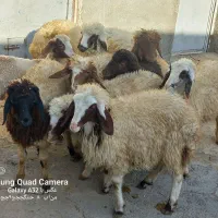 گوسفند نر|حیوانات مزرعه|کوزران, |دیوار