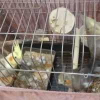 3عدد2تاجفت ویک تکی عروس هلندی باتمام لوازم باتخ