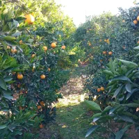 تامسون درجه یک|عمده‌فروشی|گرگان, |دیوار