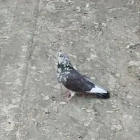 کفتر یه جای ۸ تا دونه|پرنده|قم, شهرک فاطمیه|دیوار