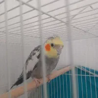 عروس هلندی ۳جفت ویه تکی