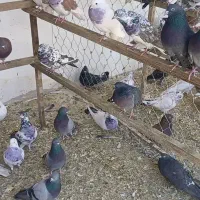 کفتر درجه یک برای جوجه کشی بزرگوار جفتی ندارم