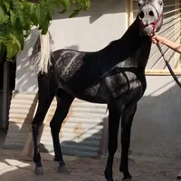 نریان عرب ایرانی