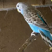 مرغ عشق|پرنده|سمنان, |دیوار