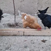 مرغ محلی|حیوانات مزرعه|قوچان, |دیوار