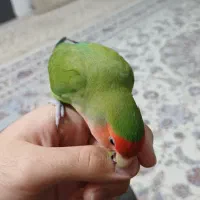 طوطی کوتوله برزیلی دستی ( Rosy-faced lovebird)|پرنده|اسلامشهر, شهرک قائمیه|دیوار