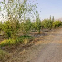 1250متر باغ شهری حسن آباد سنجرلو داخل مجموعه|فروش زمین و ملک کلنگی|مرودشت, ثبت احوال|دیوار