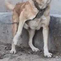 افغان خراسانی