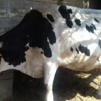 گاو و گوساله ماده