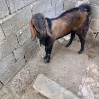 بزغاله نر