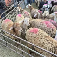 نژاد برتر و بهداشتی گوسفند زنده پایتخت