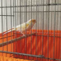 قناری نر پرتقالی|پرنده|پاکدشت, شهرک امام رضا|دیوار